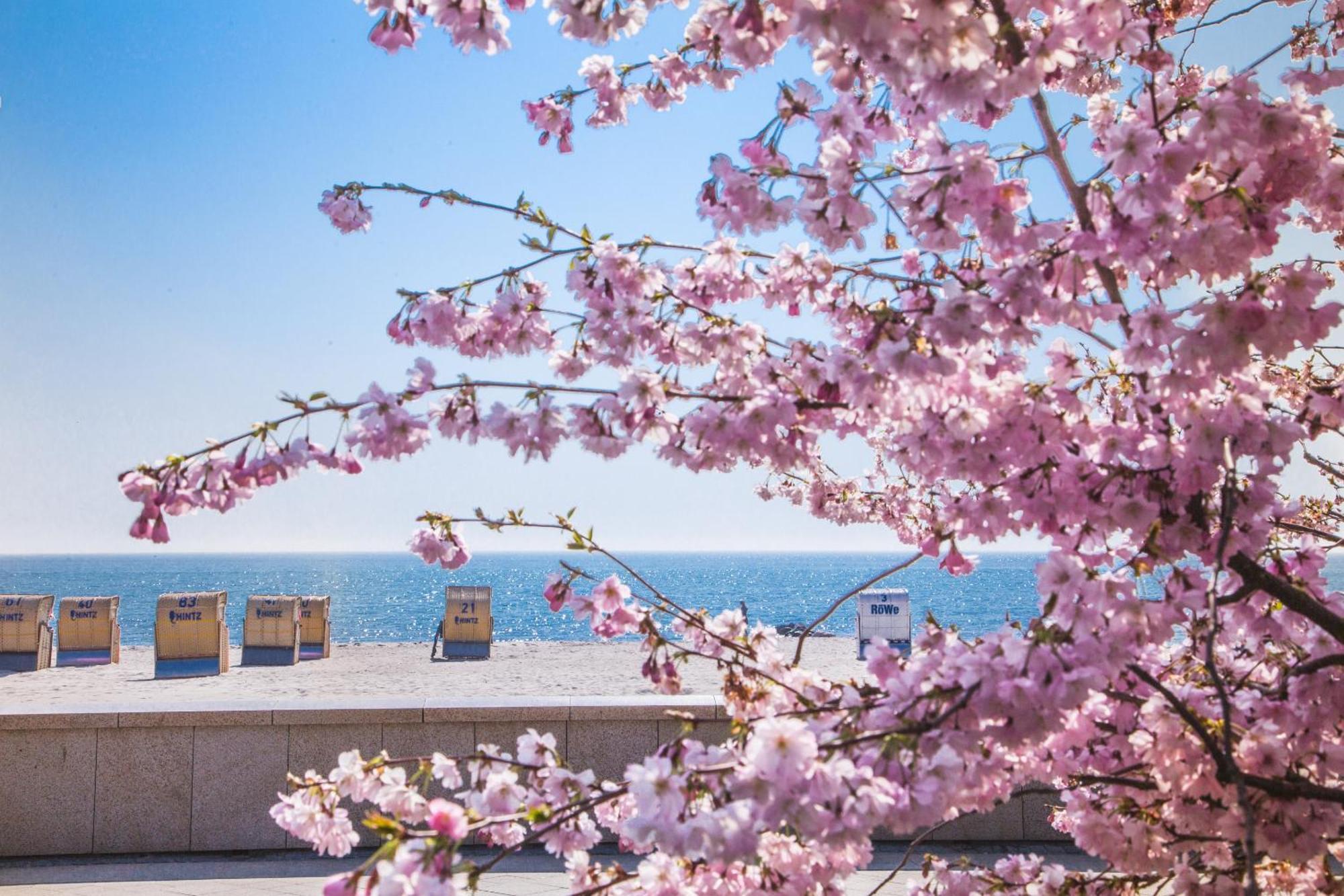 Pink Und Meer - Meerblick, Sauna, Kamin & Whirlpool Baabe Ngoại thất bức ảnh